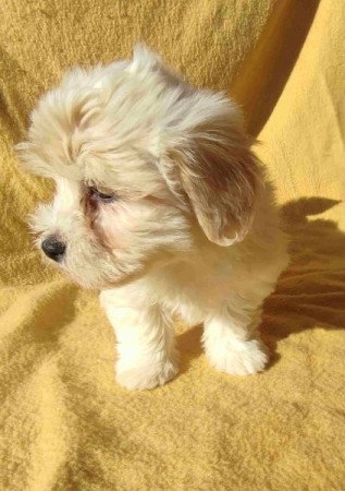 Bichon havanese