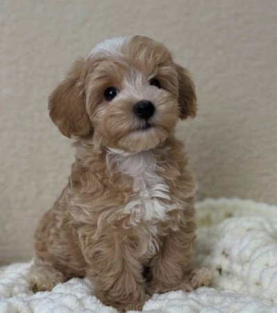 Maltipoo