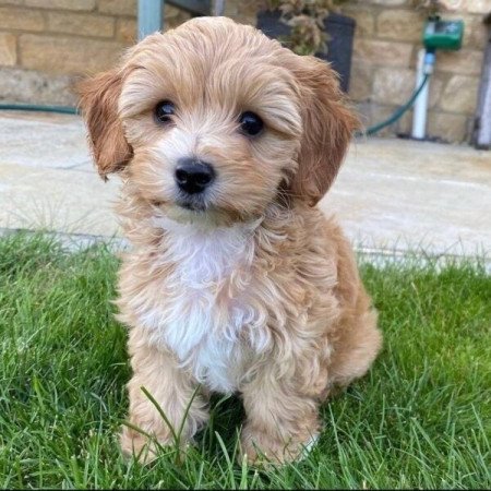 Maltipoo