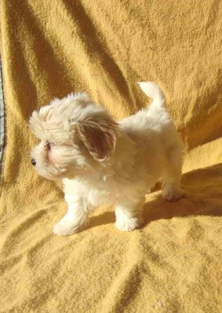 Bichon havanese