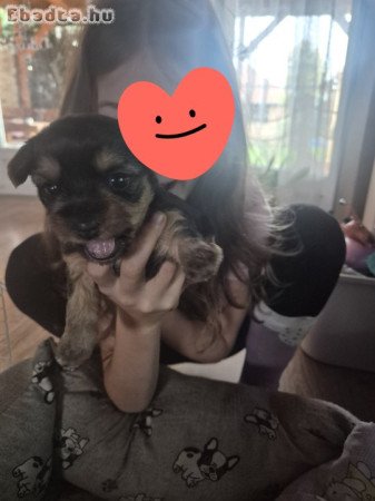 Eladó Yorkshire Terrier kiskutya