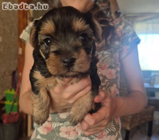 Eladó Yorkshire Terrier kiskutya