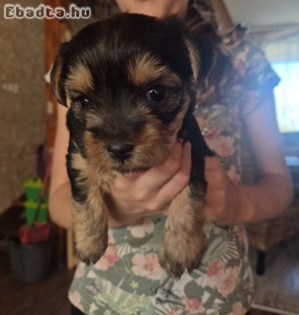 Eladó Yorkshire Terrier kiskutya