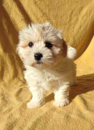 Bichon havanese