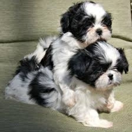 Shih tzu