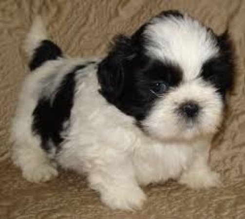 Shih tzu