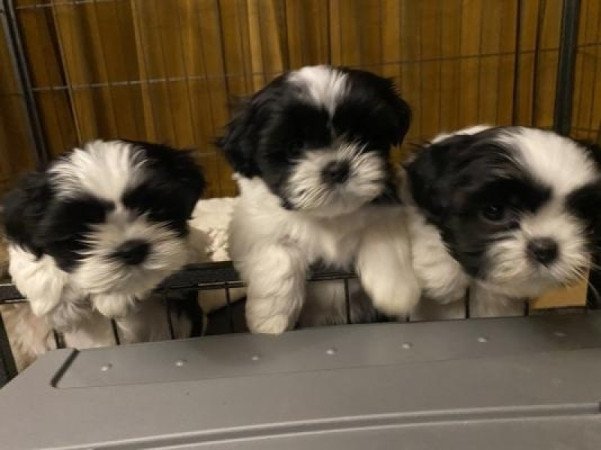 Shih tzu