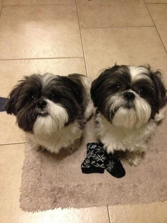 Shih tzu