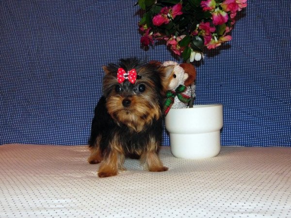 Yorkshire Terrier, Yorki