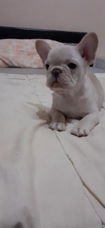 Francia bulldog