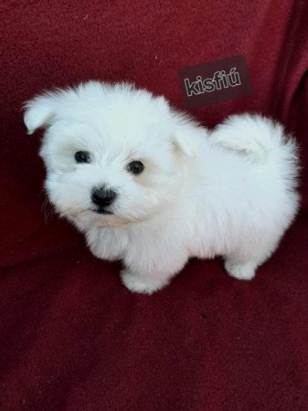 Bichon havanese