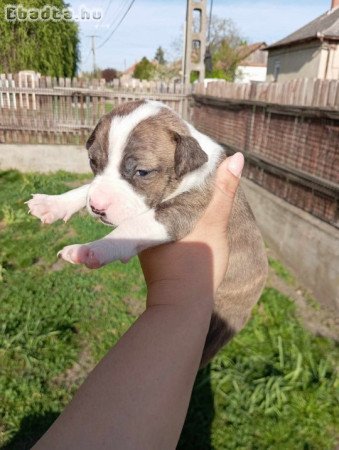 Staffordshire terrier kölyök kislány kutya eladó