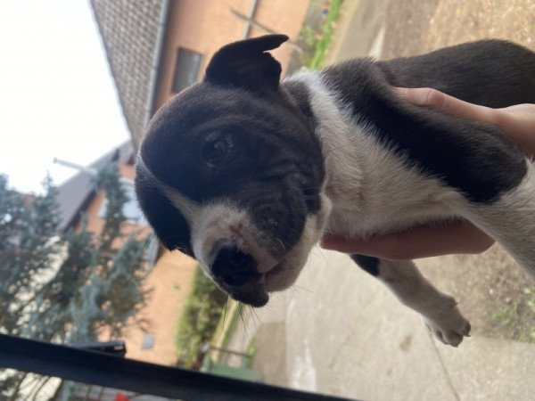 Amerikai staffordshire