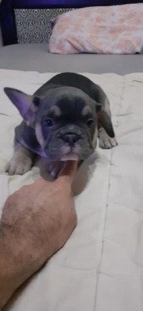 Francia bulldog