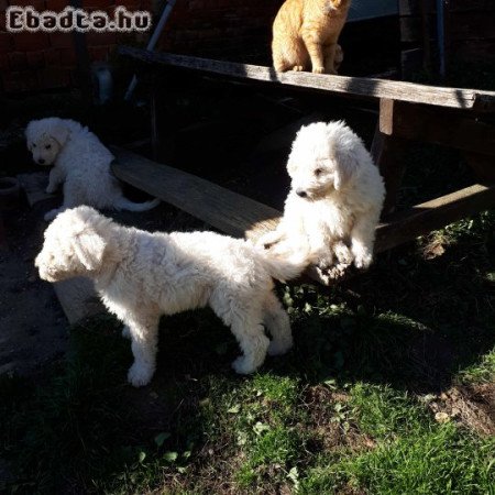 Komondor kölykök eladóak!