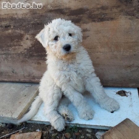 Komondor kölykök eladóak!