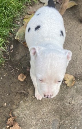 Amerikai staffordshire