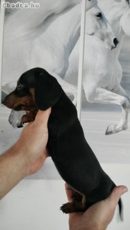 Eladó törpe tacskó kiskutyák