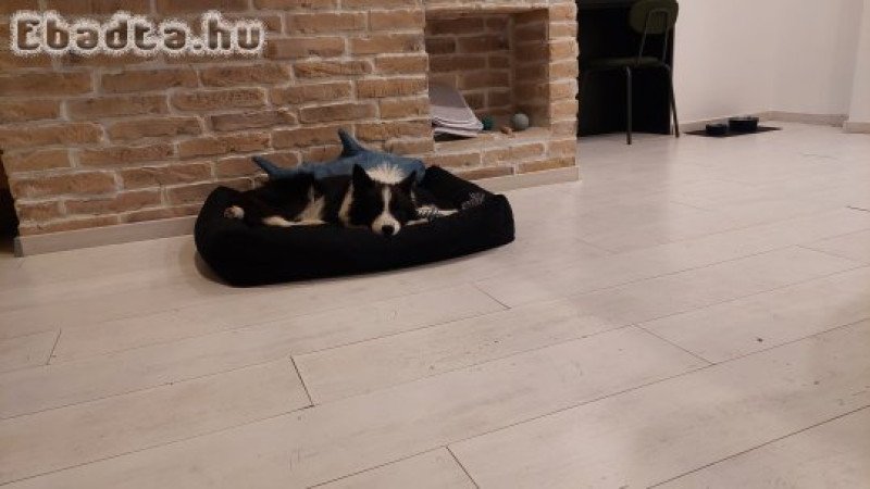 Fajtatiszta border collie