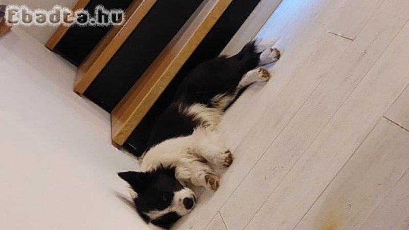 Fajtatiszta border collie
