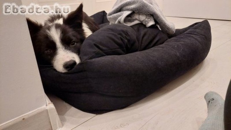Fajtatiszta border collie