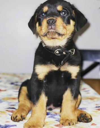 rottweiler