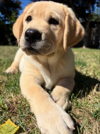labrador retriever