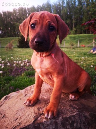 Rhodesian Ridgeback kiskutyák Békés megyében