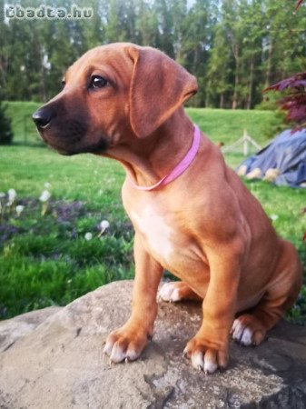 Rhodesian Ridgeback kiskutyák Békés megyében