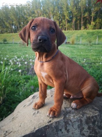 Rhodesian Ridgeback kiskutyák Békés megyében