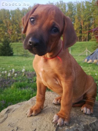 Rhodesian Ridgeback kiskutyák Békés megyében