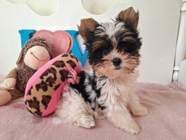 Biewer Yorkshire terrier