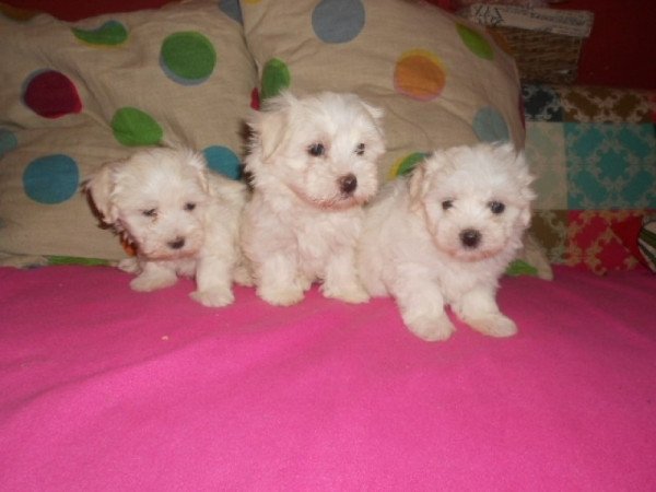 bichon havanese