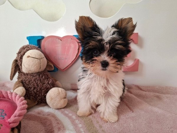 Biewer Yorkshire terrier