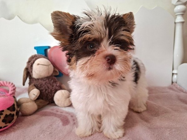 Biro yorkshire terrier