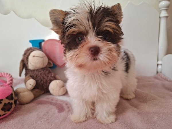 Biro yorkshire terrier