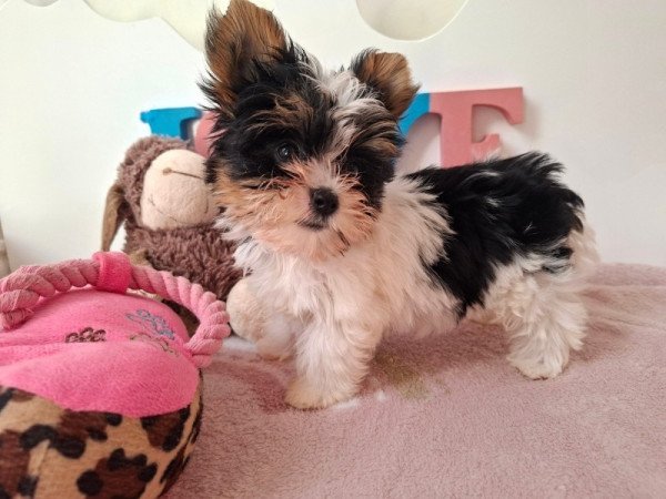 Biewer Yorkshire terrier