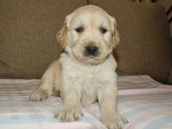 Golden retriever