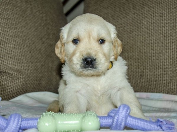 Golden retriever