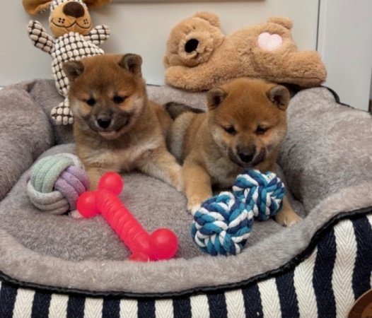 Shiba inu