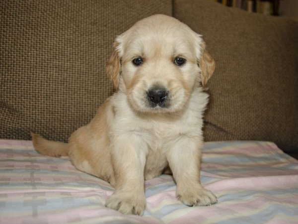 Golden retriever