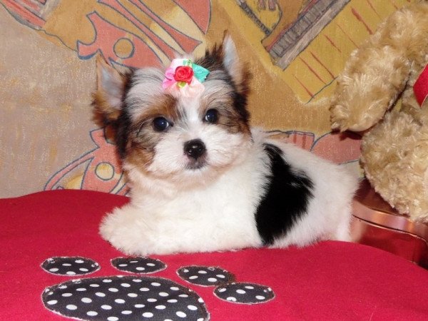 Biewer Yorkshire Terrier Yorki