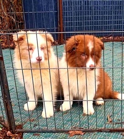 Border collie