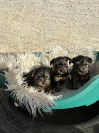 Yorkshire terrier