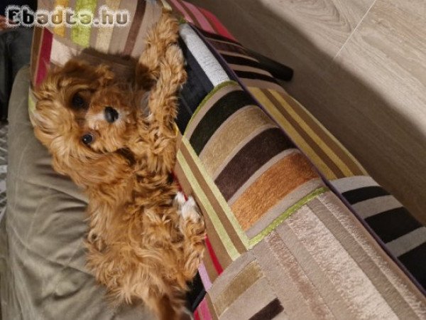 CAVAPOO kiskutya eladó!