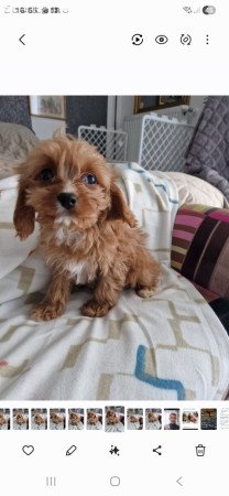CAVAPOO kiskutya eladó!