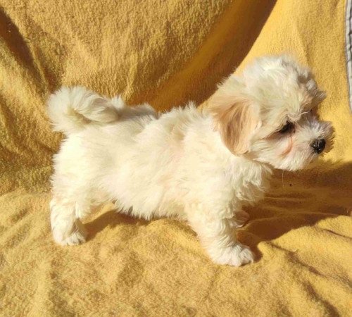 Bichon havanese
