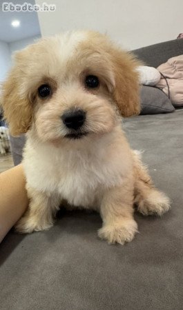 Maltipoo