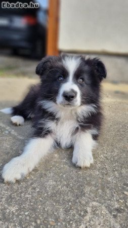 Border collie kiskutyák