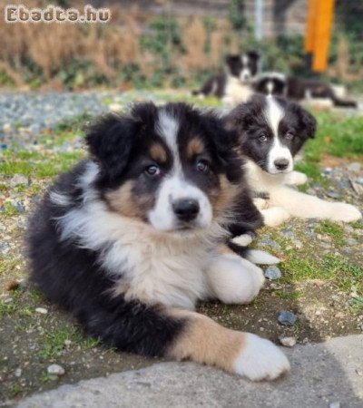 Border collie kiskutyák